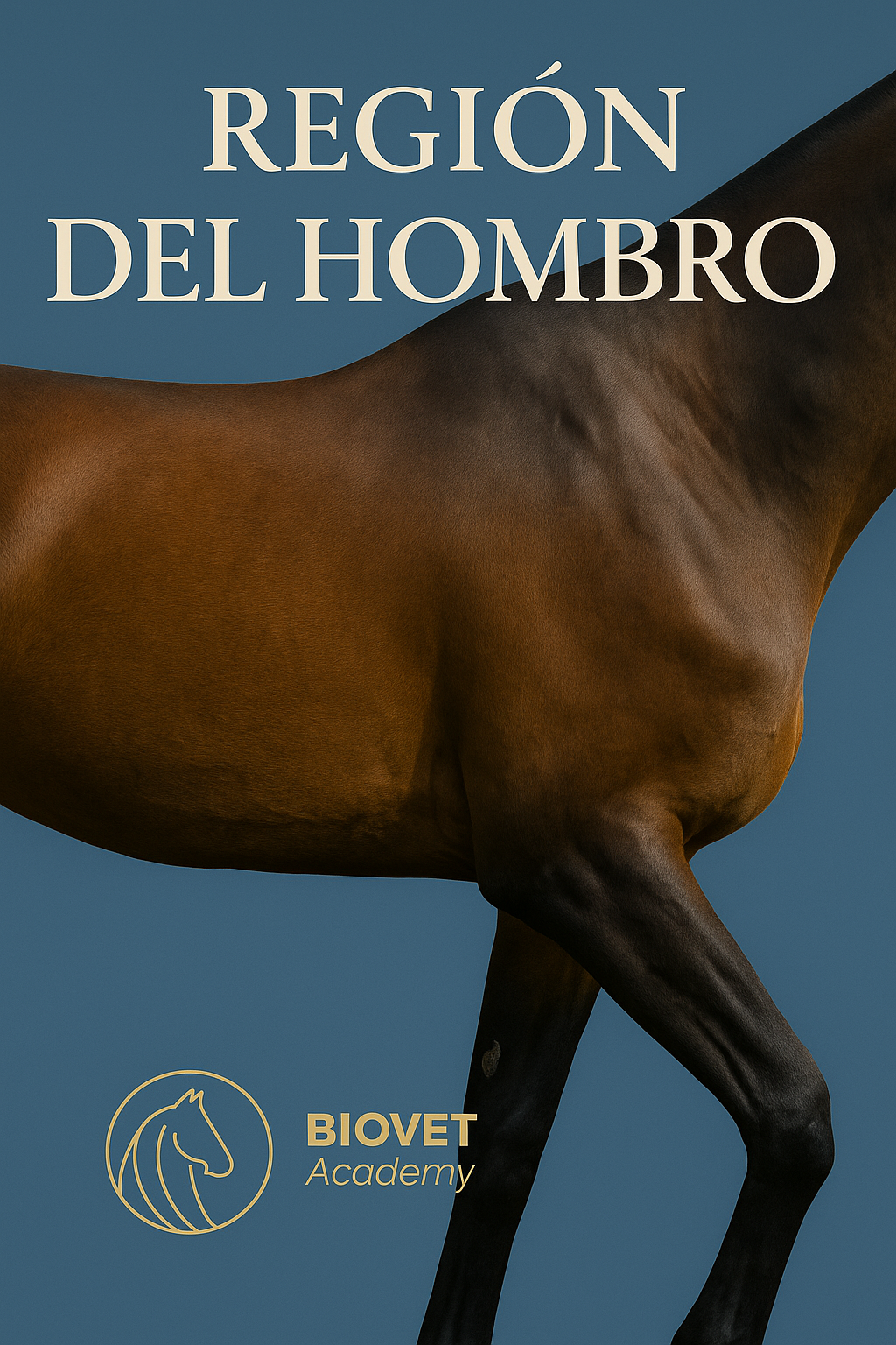 Region del hombro