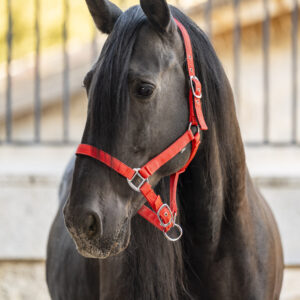 biovetacademy sub