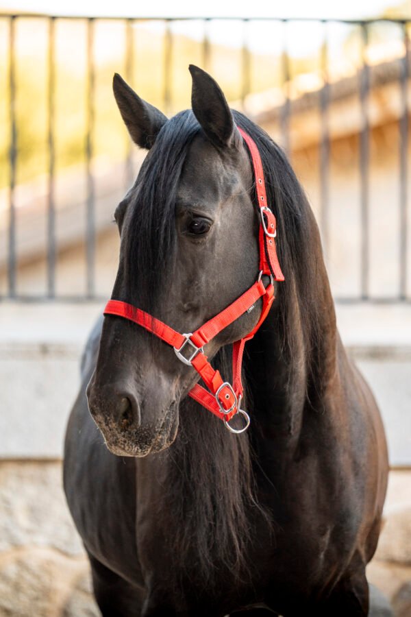 BioVet 61 biovetacademy sub