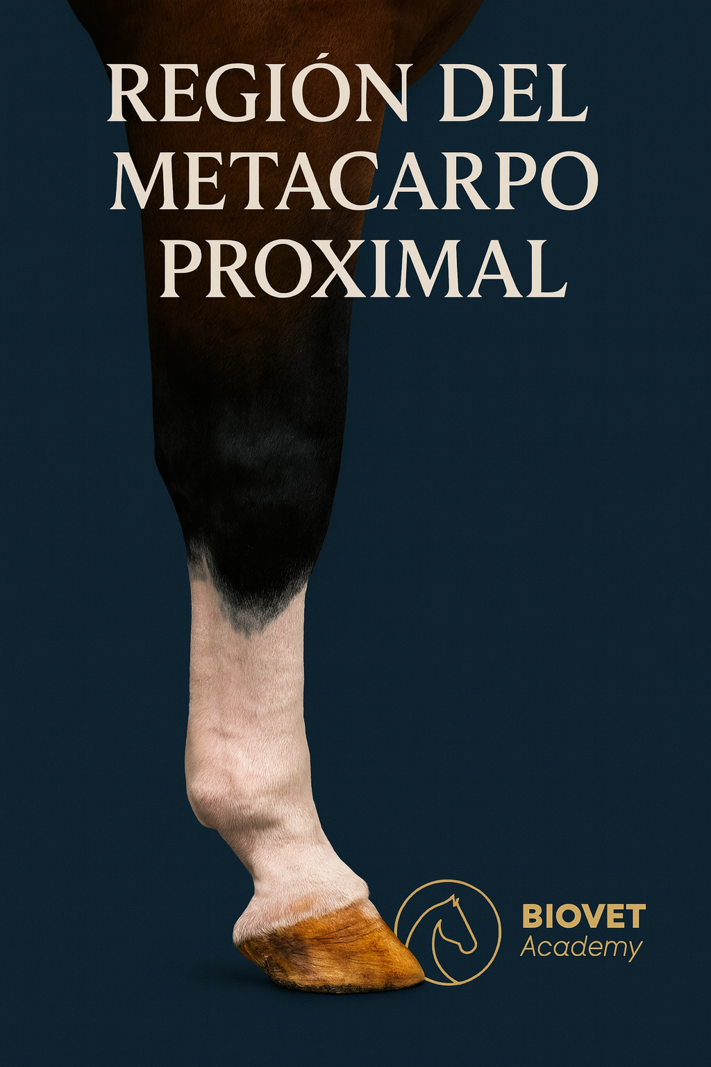 Metacarpo proximal